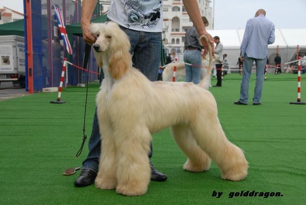 Coco, Gibraltar JChampion