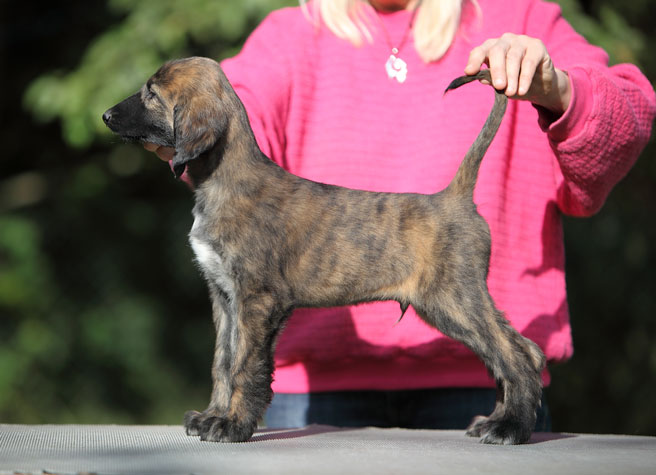 Blackmask red brindle male1